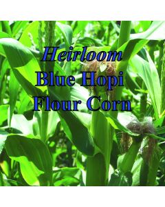 Organic Blue Hopi Corn