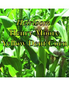 Organic Henry Moore Yellow Dent Corn