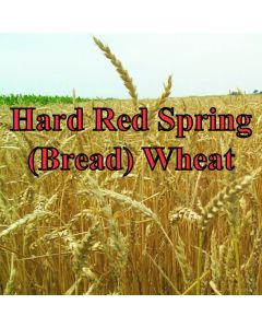 Transitional Hard Red Spring (Bread) Wheat