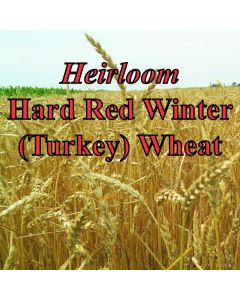 Organic Hard Red Winter (Turkey Red) Wheat
