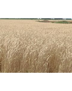 Red Fife Wheat
