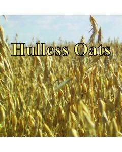 Organic Hulless Oats