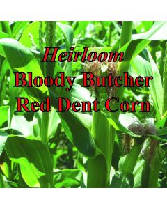 Organic Bloody Butcher Red Corn