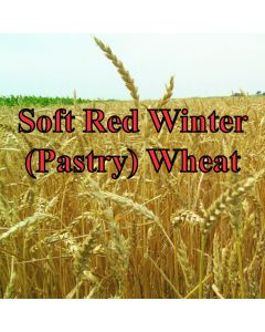 Organic Soft Red Winter (Pastry) Wheat