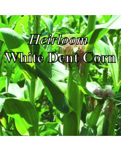 Organic White Corn